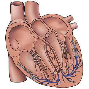 人类心心插图主动脉血管器官有机风肌肉心脏医疗解剖学图片