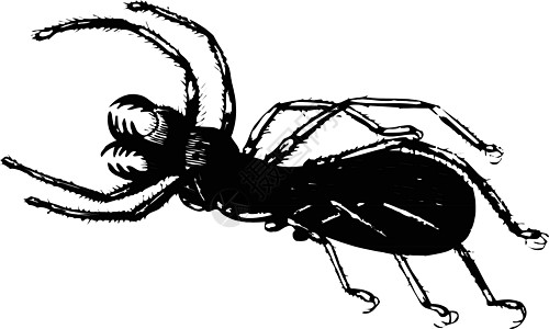 白色背景上的矢量插图创造力黑色甲虫草图艺术品昆虫夹子大力士艺术绘画图片