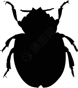 白色背景上的矢量插图昆虫艺术草图创造力黑色艺术品动物绘画甲虫墙纸图片