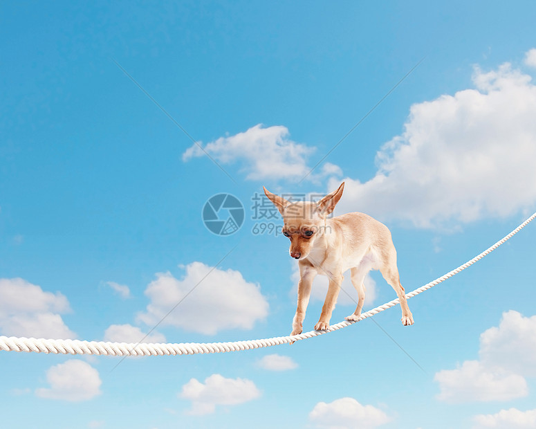 狗在绳索上平衡犬类宠物诡计场景特技失败漫画马戏团动物电缆图片
