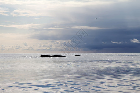 座头鲸尾巴游泳生态男性潜水荒野海洋动物波纹驼峰图片