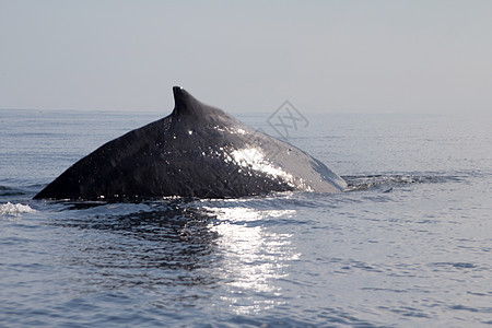 座头鲸哺乳动物孤独尾巴濒危驼峰波纹鲸目荒野游泳波浪图片