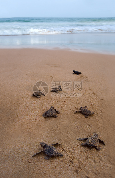 宝宝海龟让海向大海气候毅力新生海滩野生动物荒野动物濒危海洋热带图片