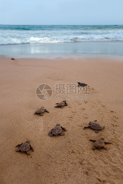 新孵化的婴儿 洛格海头乌龟向海洋飞去泡沫野生动物热带新生海浪荒野濒危救援团体气候图片