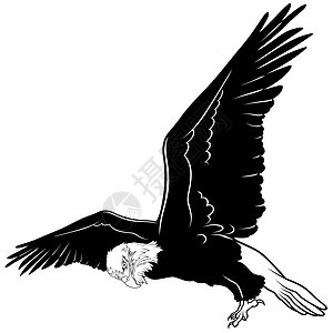 飞秃鹰插图雏鸟动物翅膀飞行捕食者森林绘画图片