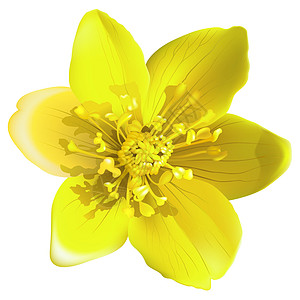 黄花植被宏观插图区系花瓣黄色植物学植物图片