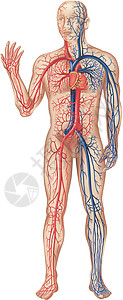血液流通动脉主动脉插图器官肌肉医疗有机风心脏静脉解剖学背景图片