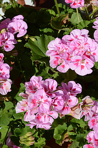 天竺葵叶子花坛绿色生长粉色植物群美丽植物红色花园图片