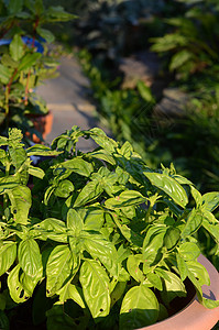 巴锡厨房叶子食物植物花盆园艺地面草本植物花园草药图片