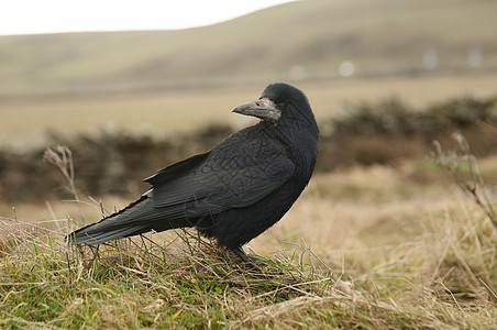 彩虹乌鸦腐肉环境黑鸟皇冠自由鸟鸣动物黑色死亡图片