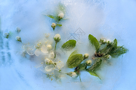 冻樱花冻结气泡宏观美味脆弱性植物花瓣叶子折射反射图片