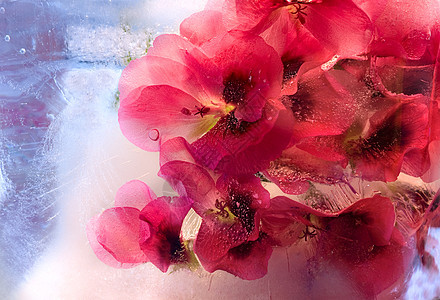 冻冻花花束反射叶子折射宏观脆弱性花瓣冻结植物卡片图片