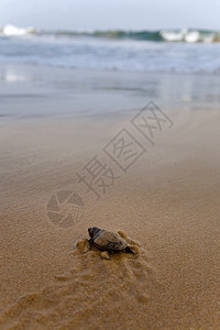 宝宝海龟让海向大海动物海洋生物团体泡沫海洋海滩乌龟毅力野生动物濒危图片