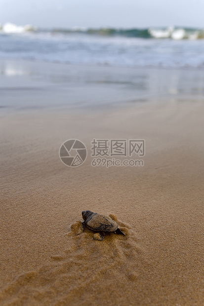 宝宝海龟让海向大海动物海洋生物团体泡沫海洋海滩乌龟毅力野生动物濒危图片