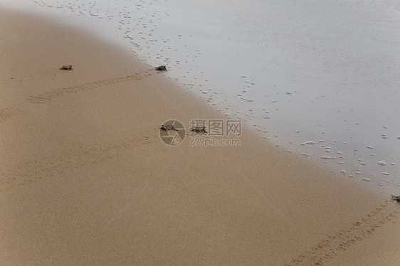 宝宝海龟让海向大海海滩新生毅力团体气候动物乌龟海洋野生动物濒危图片