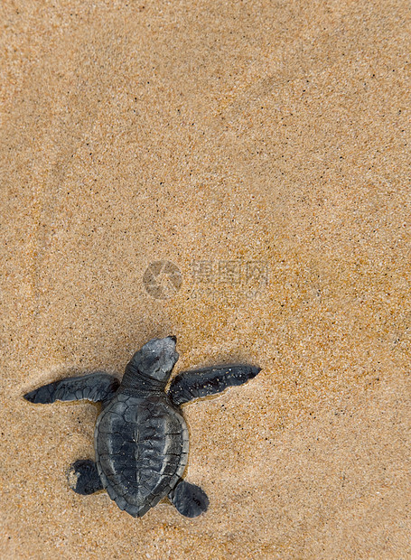 特写婴儿的洛格海龟Logggerhead海龟孵化救援濒危野生动物生日热带爬虫泡沫动物毅力图片