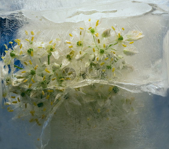 冻冻的美丽的花朵图片