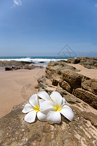 鲜白的白色frangipani(露天)温泉花在石头上图片