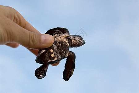 海龟捕捞图片