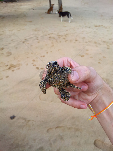 洛格海龟宝宝毅力情况海洋热带野生动物乌龟新生动物孵化救援图片