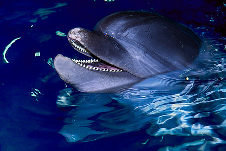 瓶鼻海豚蓝色动物群潜水水族馆荒野鼻子哺乳动物动物宠物生物图片