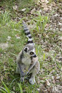 雷穆尔卡塔Lemur Katta热带野生动物脊椎动物条纹卡塔森林哺乳动物家庭毛皮丛林图片