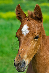 年轻马匹肖像棕色意图农场家畜活力绿色警惕城市哺乳动物草地背景图片