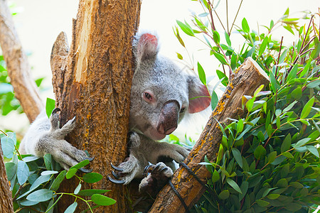一只熊在树枝上坐着绿色树木旅行动物园哺乳动物荒野桉树叶子灰色睡眠图片