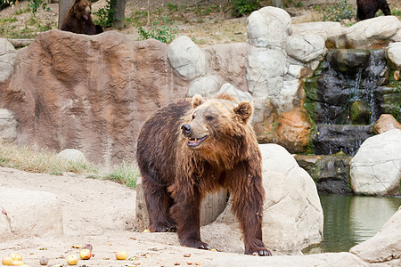 棕熊捕食者树木男性动物群野生动物危险外套动物食肉公园图片