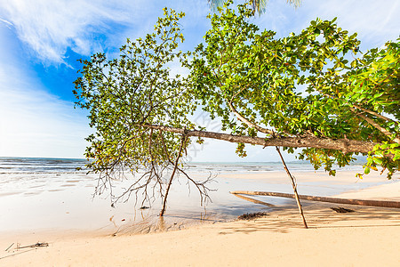 蓝天空和棕榈树上的班加萨克海滩晴天太阳海滩椰子海景休息旅游热带植物旅行图片