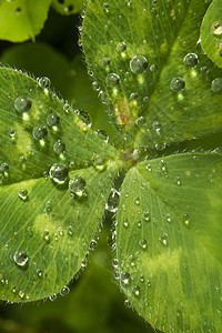 含水滴的三百花植物植物学飞沫生物学宏观植物群叶子绿色生态图片