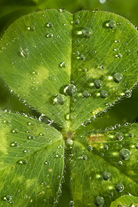 含水滴的三百花飞沫植物群生态绿色植物学叶子植物宏观生物学图片