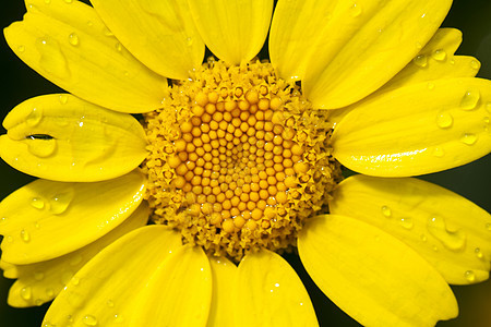 玉米菊花花植物植物群菊花黄色荒野宏观雏菊飞沫玉米花瓣图片