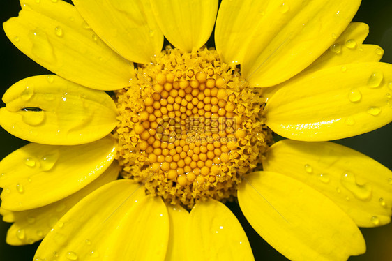 玉米菊花花植物植物群菊花黄色荒野宏观雏菊飞沫玉米花瓣图片