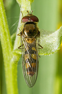 盘旋苍蝇昆虫图片