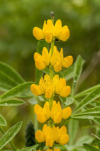 羊角香花花瓣宏观黄色植物植物群荒野图片