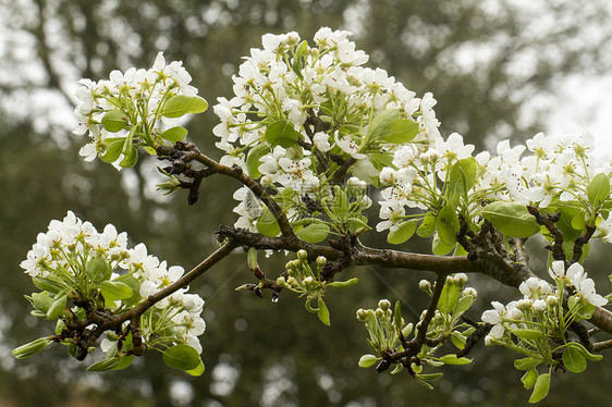 梨花花季节性植物宏观白色季节雌蕊植物群绿色生长花瓣图片