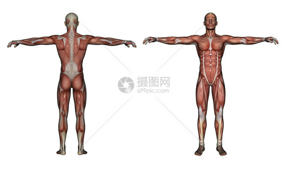 人体解剖男性肌肉科学医疗教育手雕插图解剖学保健医学生物学男士图片
