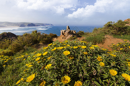 美丽的海岸藻园风景波浪植被海洋旅游悬崖雏菊蓝色黄色海岸线图片