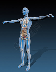 内机关的人体体医学颈部健康系统生物学形态科学解剖学躯干图像图片