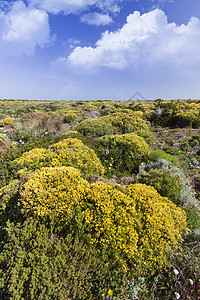 Sagres美丽的花田假期旅游草地晴天衬套白色场地黄色荒野旅行图片