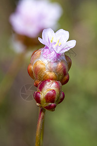 大型金花花花瓣粉色宏观海岸植物荒野植物群大叶海滩图片