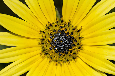 黄金色花朵花瓣植物群植物中心金盏花黄色宏观花粉荒野图片