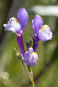 花花植物花瓣紫色植物群宏观荒野图片