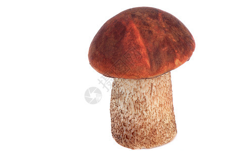 白色背景的美丽的橘子树脂蘑菇图片