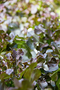 蔬菜养殖场食物风光植物学田园收获菜园环境农场叶子健康饮食图片