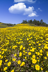 黄金花的山丘荒野黄色天空蓝色金盏花宏观花瓣农村倾角草地图片