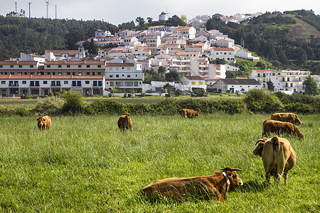在Odeceixe吃草的牛农村海岸牧场风景动物爬坡村庄棕色草地绿色图片