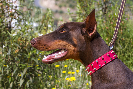 带红领的棕色家养狗耳朵宠物尖刺植被红色衣领动物图片