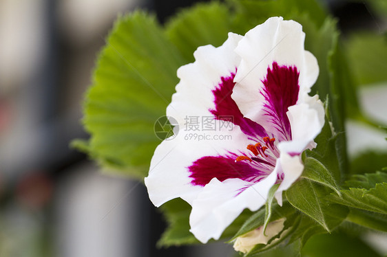 花朵植物学花瓣花园岩桐阳光美丽白色红色植物宏观图片